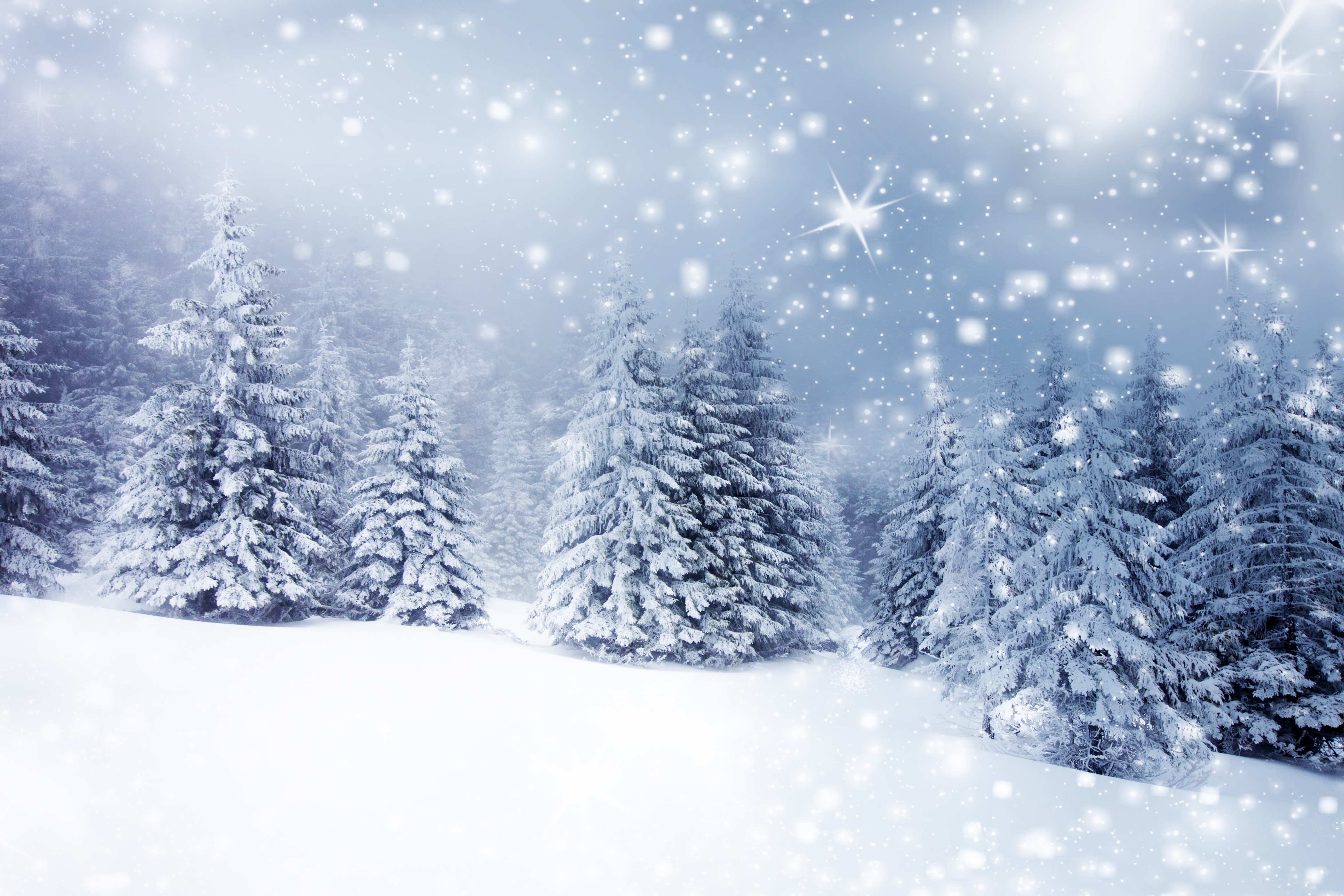 Christmas background with snowy fir trees